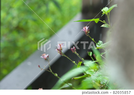 Lesser cuckoo flower [green background] 82035857