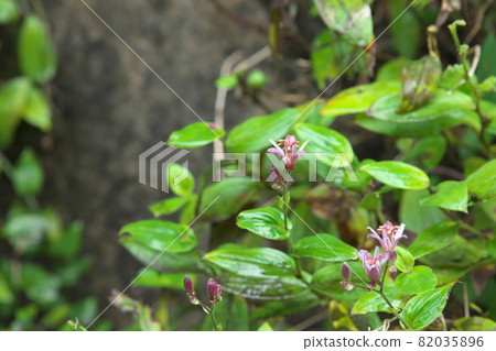 Lesser cuckoo flower [green background] 82035896
