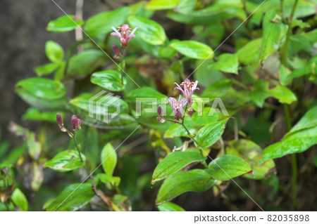 Lesser cuckoo flower [green background] 82035898
