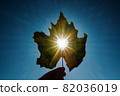 Sun shining through the heart shape in a yellow leaf 82036019