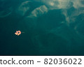 Fall leaf floating on the water surface 82036022
