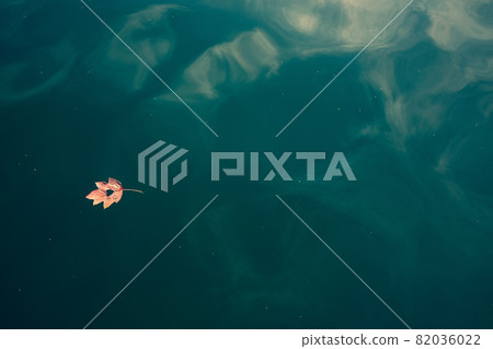 Fall leaf floating on the water surface 82036022