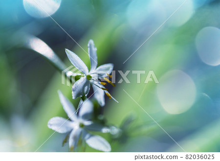 Flowers 82036025