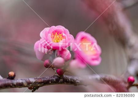 紅梅花 紅梅花 82036080