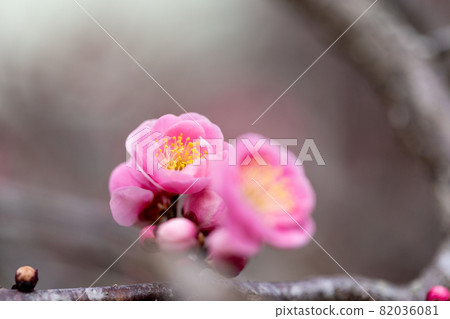 紅梅花 紅梅花 82036081