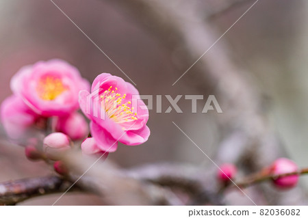 紅梅花 紅梅花 82036082