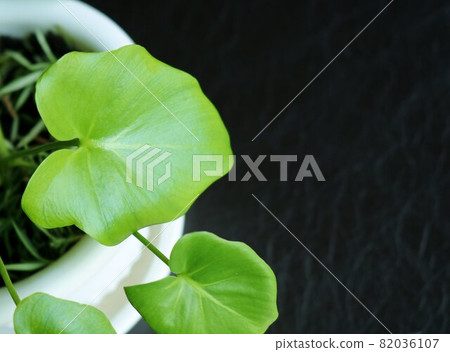 Healing green foliage plant heart-shaped 82036107