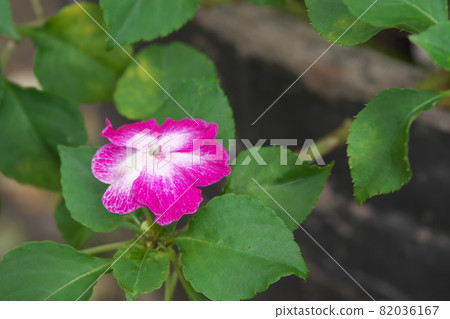 Variegated red flowers of impatiens [green background] 82036167