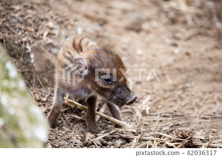 endangered small baby of Visayan warty pig 82036317