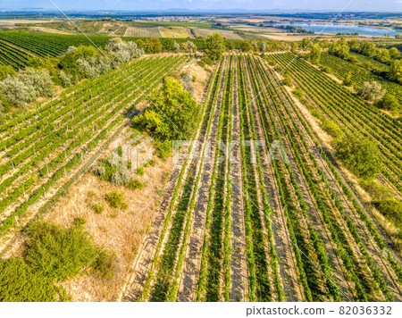 Vineyards in Palava, Czech Republic Vineyards in Palava, Czech Republic 82036332