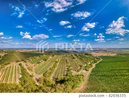 Vineyards in Palava, Czech Republic Vineyards in Palava, Czech Republic 82036335