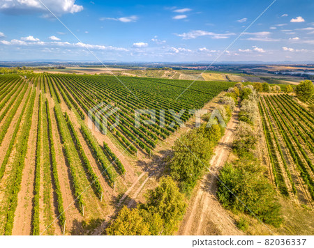 Vineyards in Palava, Czech Republic Vineyards in Palava, Czech Republic 82036337