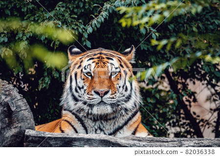 resting Siberian tiger, Panthera tigris altaica 82036338