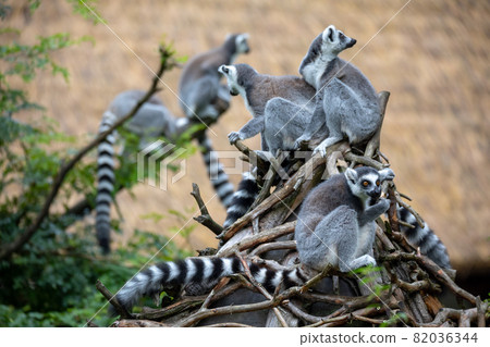 cute and playful Ring-tailed lemur 82036344