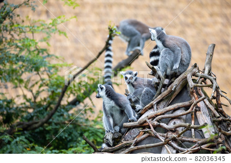 cute and playful Ring-tailed lemur 82036345
