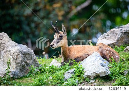 Chamois, goat-antelope native to mountains in Europe 82036349