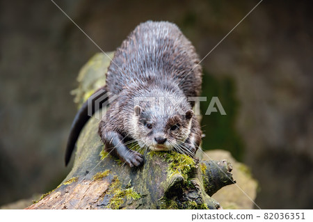 European otter rest on tree trunk 82036351