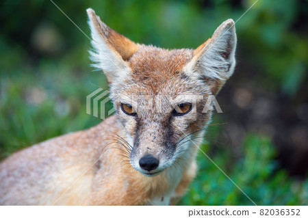 Korsak or steppe Fox a predatory mammal 82036352