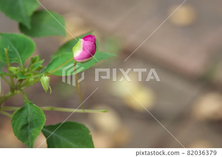 鳳仙花芽 82036379