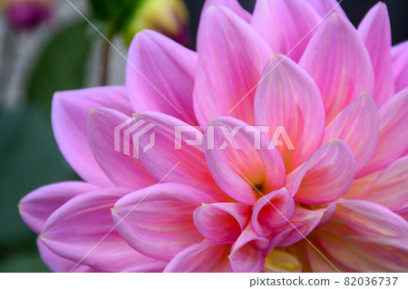 Dahlia flower blooming at botanic garden 82036737