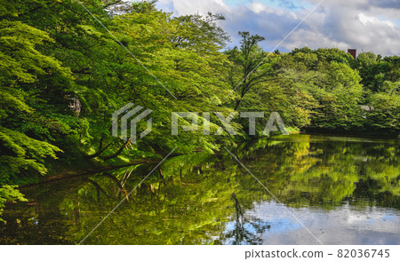 Deep forest of Oirase Gorge in Aomori, Japan 82036745