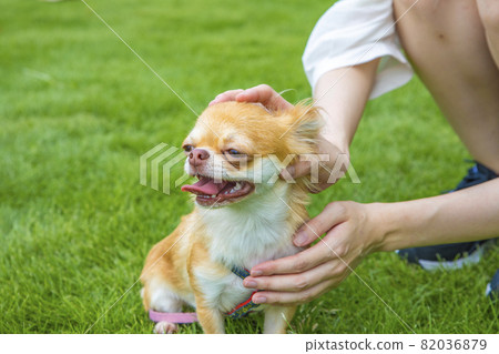 狗狗穴位按壓/按摩 82036879