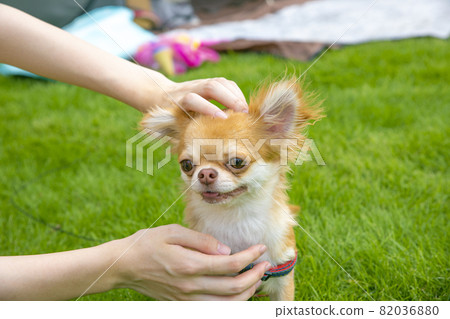 狗狗穴位按壓/按摩 82036880