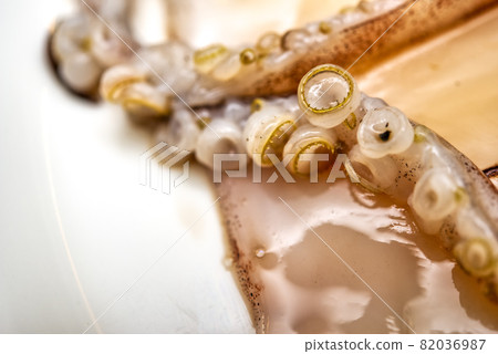 魷魚吸盤的宏觀照片 魷魚吸盤的宏觀照片 82036987