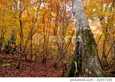 Giant tree in the yellow beech forest 82037198
