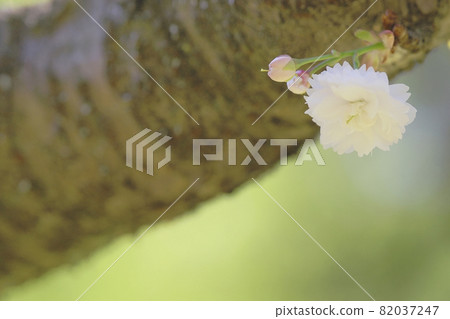雙櫻花 82037247