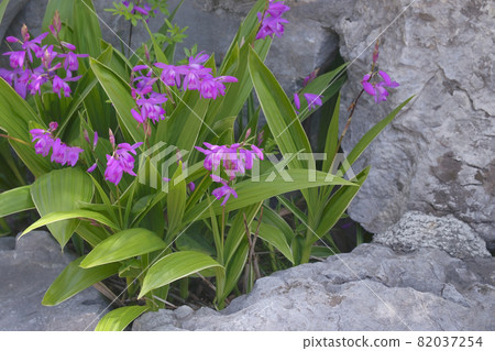 Purple 82037254