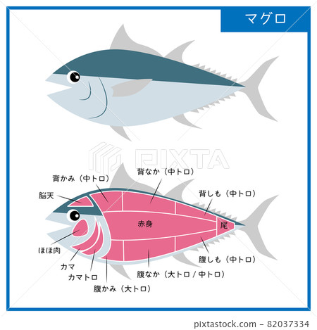 Figure Simple illustration vector of cute tuna and parts 82037334