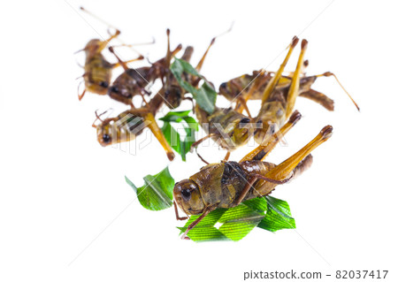 Fry grasshopper thai snack food on white background. 82037417