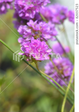 Great thrift Ballerina Lilac 82037523