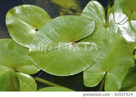 Yellow water lily 82037524