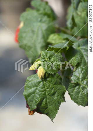 Chinese lantern Chinese lantern 82037541