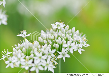 Nira Flower 82038250