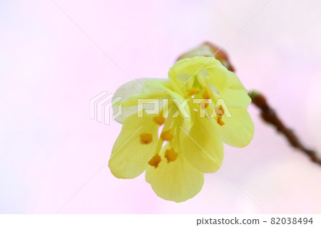 Corylopsis pauciflora Mizuki early spring yellow flower close-up Corylopsis pauciflora Mizuki early spring yellow flower close-up 82038494