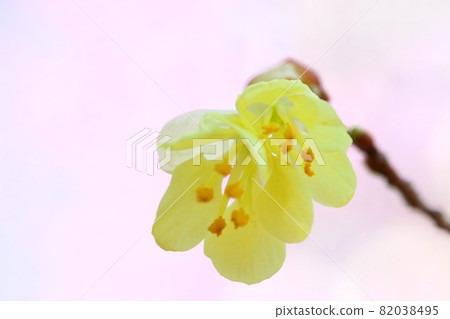 Corylopsis pauciflora Mizuki 早春黃花特寫 Corylopsis pauciflora Mizuki 早春黃花特寫 82038495