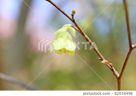 Corylopsis pauciflora Mizuki 早春黃花特寫 82038496