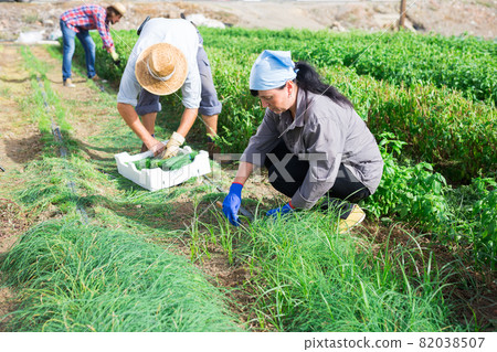 Female farmer harvests green onion on the field and puts in plastic box for sale in market 82038507