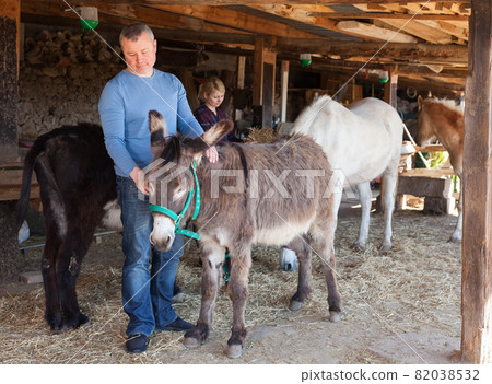 Breeder taking care of donkeys 82038532