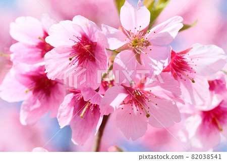 Kawazu cherry tree Kawazu cherry blossom pink flower spring blue sky background 82038541