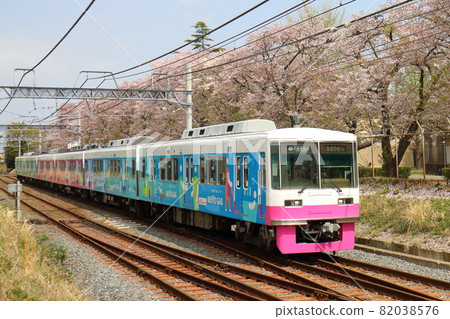 Shin-Keisei Line 8800 new painted car and Sakura in full bloom passing near Kunugiyama, Kamagaya City, Chiba Prefecture Shin-Keisei Line 8800 new painted car and Sakura in full bloom passing near Kunugiyama, Kamagaya City, Chiba Prefecture 82038576
