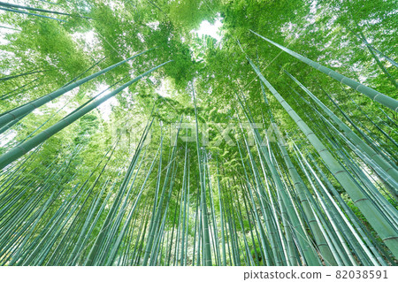 Bamboo grove Bamboo grove 82038591