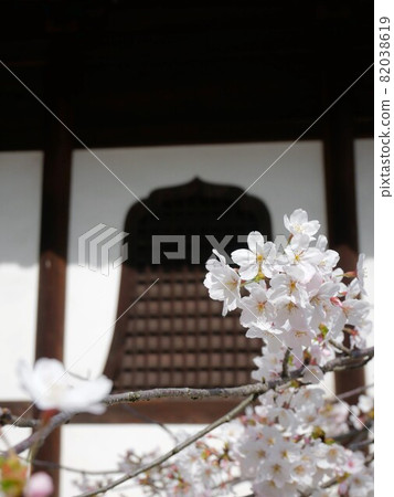 西國寺櫻花(廣島縣尾道市) 西國寺櫻花(廣島縣尾道市) 82038619