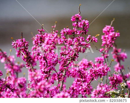 Spring on the south bank of the Kagami River (close-up of Cercis chinensis on the river bank) Spring on the south bank of the Kagami River (close-up of Cercis chinensis on the river bank) 82038675