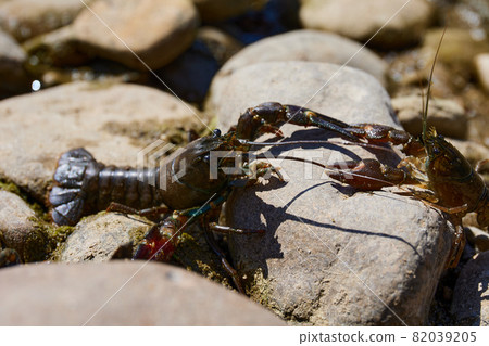 crayfish pest in the rivers of Europe 82039205