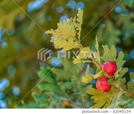 Oak tree red apples closeup view in summer 82040134