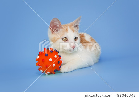 Small kitten is playing with a red ball Small kitten is playing with a red ball 82040345